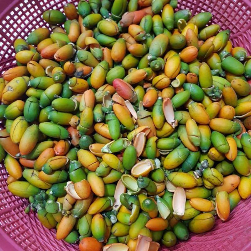 

Buah melinjo fresh