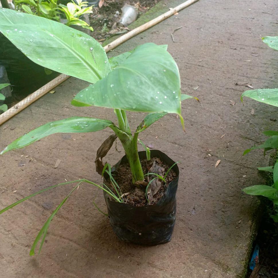Bibit Benih Tanaman Bibit Tanaman Pisang Barangan-Pohon Buah Pisang Barangan Kd1