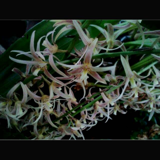 

Eria javanica