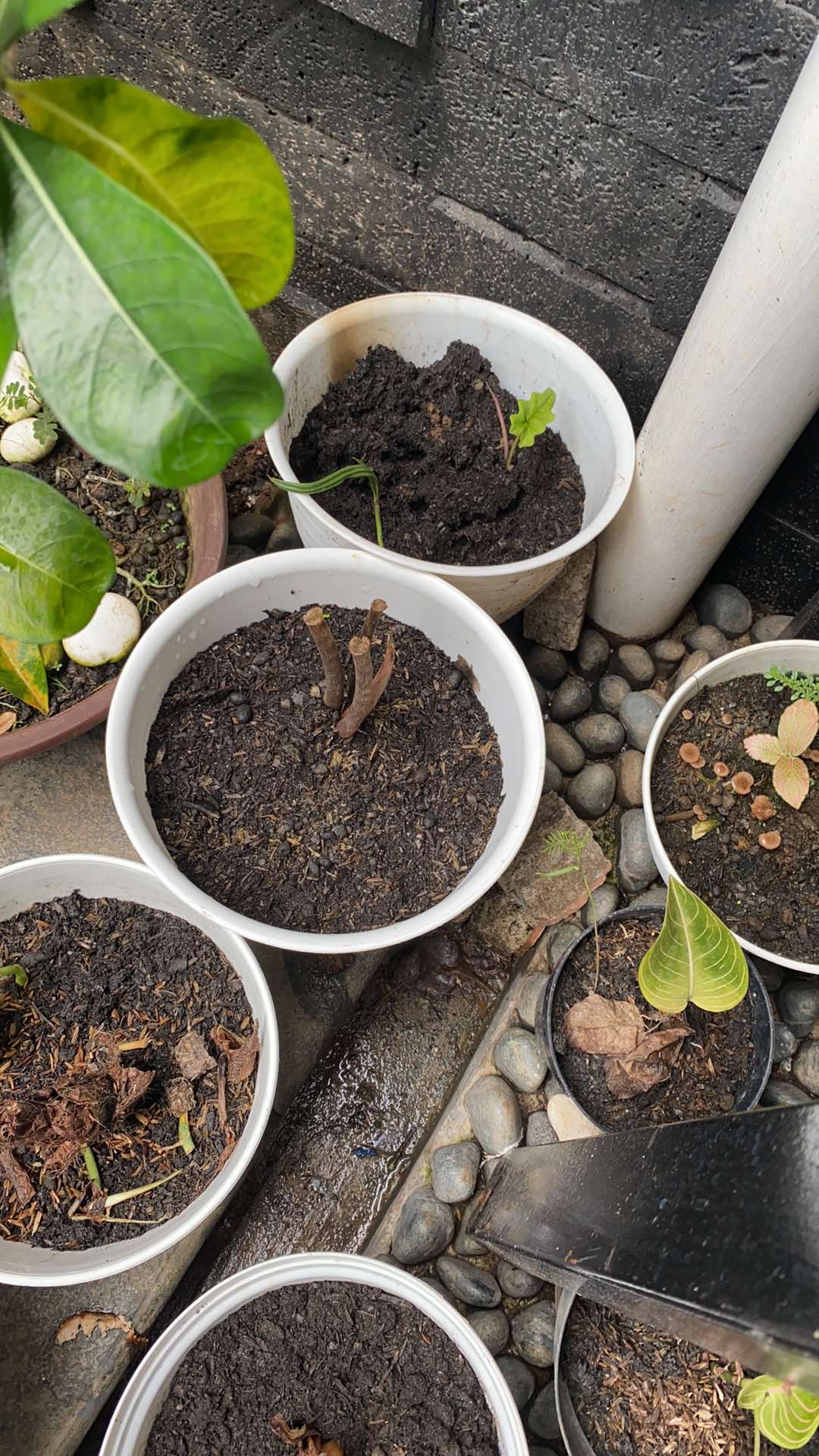 Bonggol Alocasia Daun Lonjong Bercorak Batik Sulawesi (reticulata)