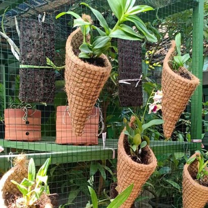 Pot Tempel Dinding Anggrek Shopee Indonesia Pot Tempel Dinding Anggrek Shopee Indonesia