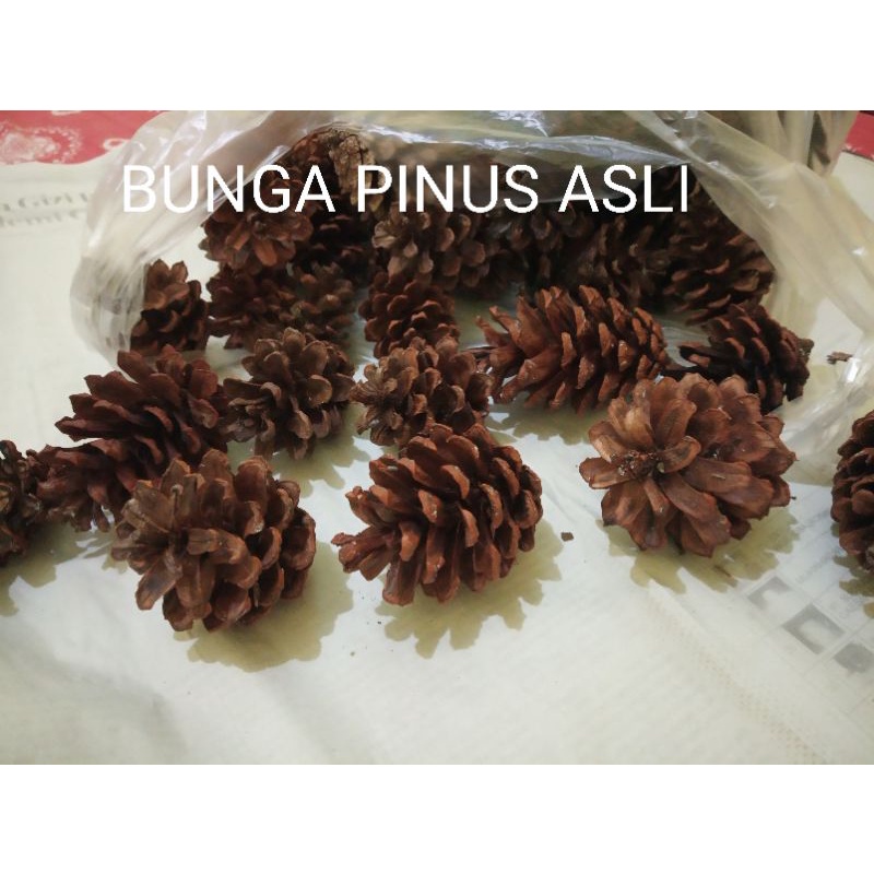 Grosir bunga pinus kering pinecone untuk bahan dekorasi rustic