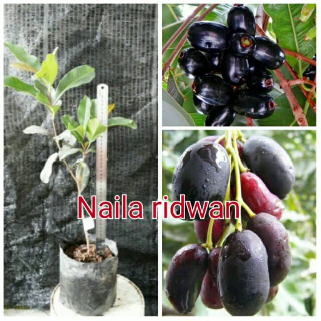 Bibit buah juwet hitam
