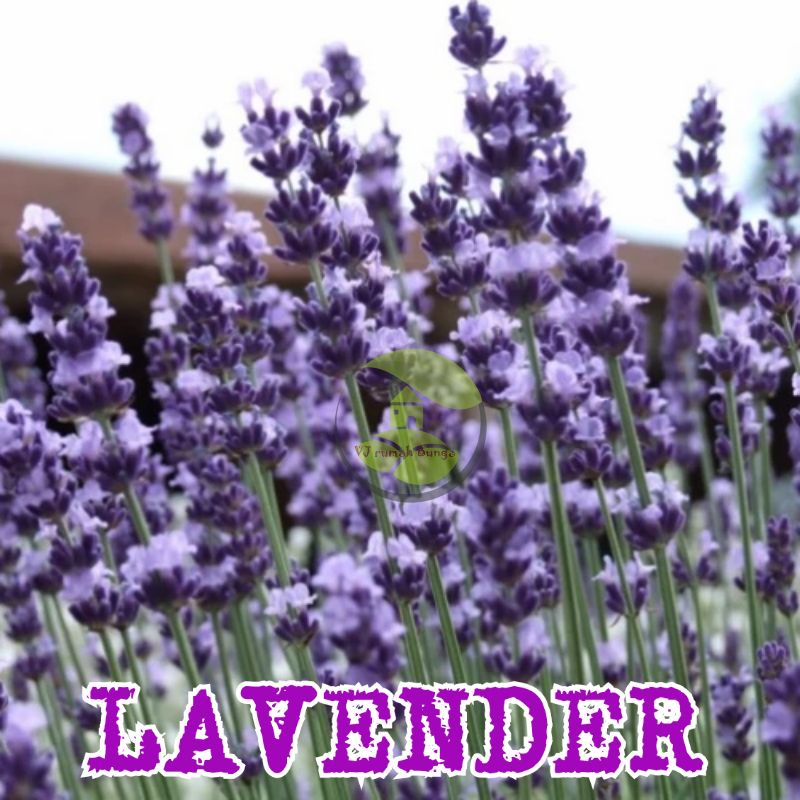 Benih Bibit Bunga Lavender Benih Tanaman Lavender