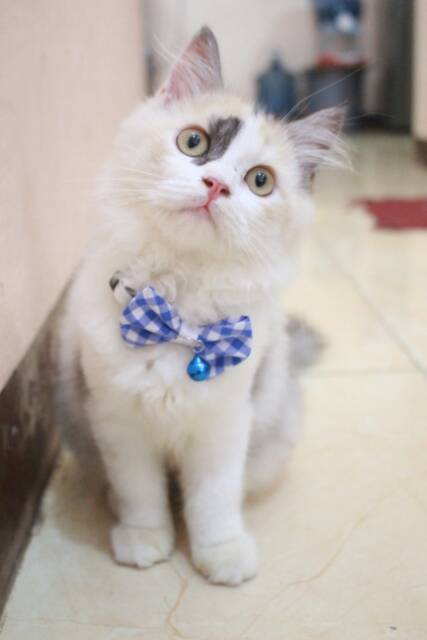 Dasi kupu-kupu untuk kucing dan anjing / bowtie kucing lucu murah size kitten adult / baju kucing