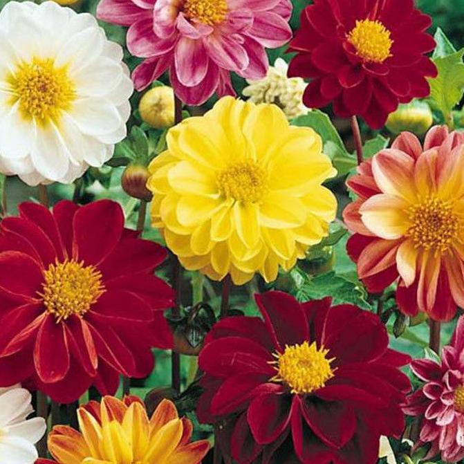 Pasti Update ✧ Dahlia Unwins Dwarf Mix  5 Benih/Pack,,
