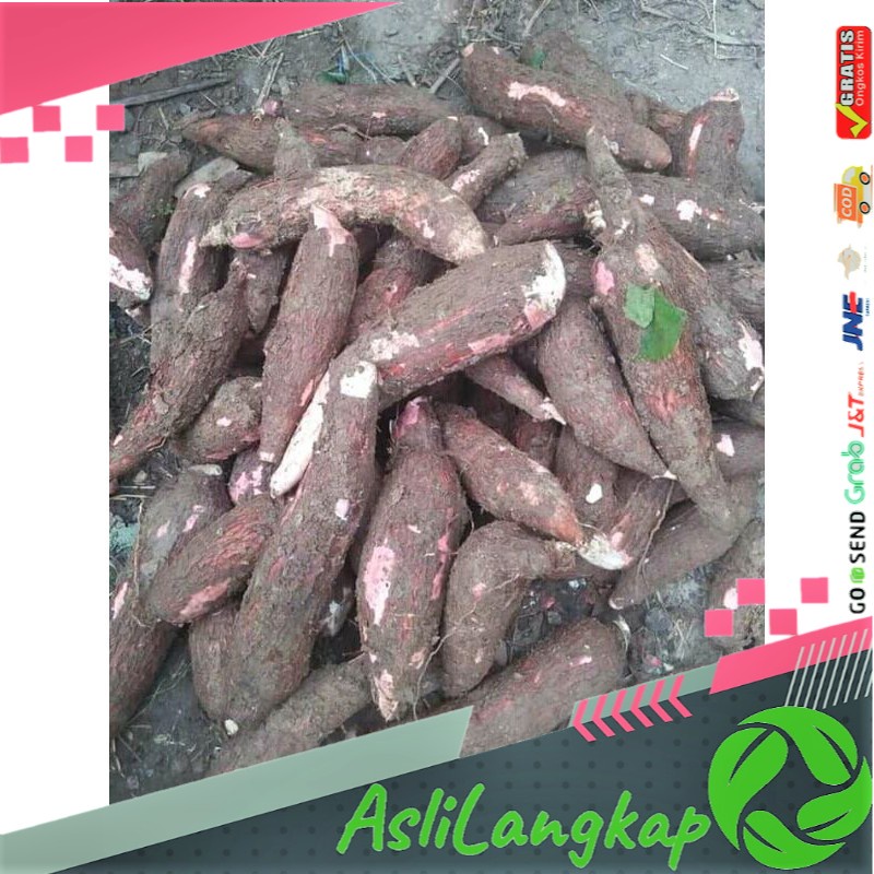 

Bahan Makanan Umbi Jalar Singkong Pulen 1Kg