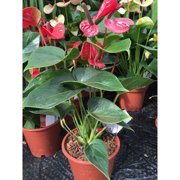 Tanaman hias hidup anthurium mickey mouse lipstik red - tanaman hias bunga mickey mouse - anthurium 