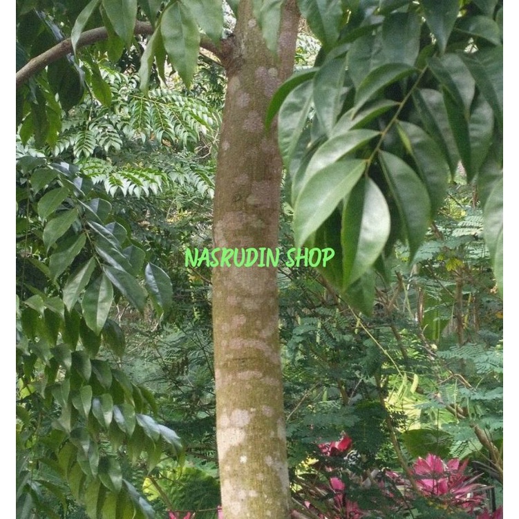 

JUAL KULUT POHON ANGSANA / PTEROCARPUS INDICUS / PEPAGAN KULIT ANGSANA / SONOKEMBANG / ASAN / SENA / SONA / HASONA / LANGSONO / ASANA / SANA / LANGSANO / LANSANO / BABAKSANA / NARA / SANA KEMBANG