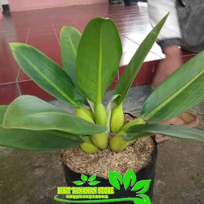 tanaman hias Philo eceng philodendron eceng philo katak Produk Good Quality