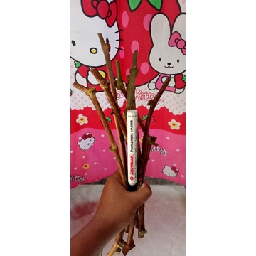 cutting anggur import 1batang