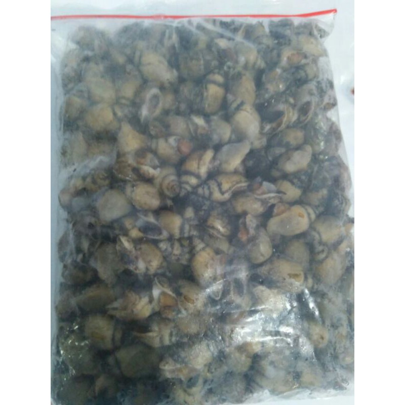 

siput laut