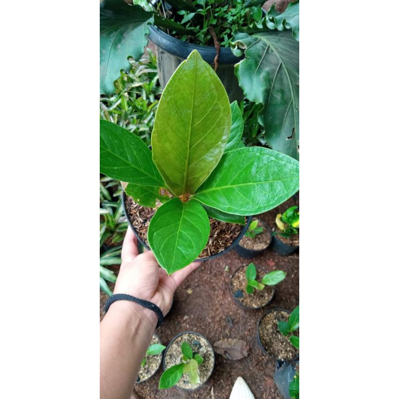 anturium jemani kobra