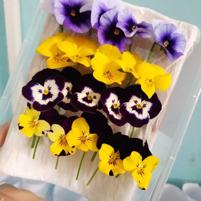 

BISA BAYAR DITEMPAT Viola Edible Flower isi 20 pcs TERBATAS Kode 1471