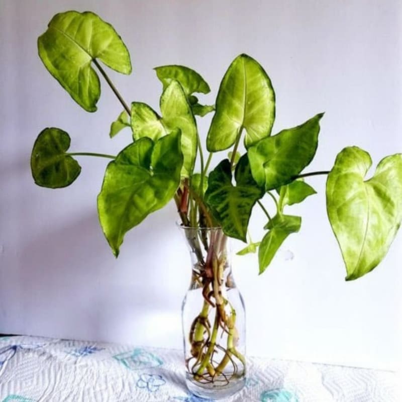 Syngonium Podophyllum / Tanaman Hias Indoor