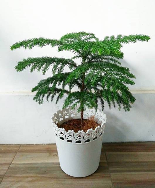 Tanaman hias cemara norfolk / tanaman cemara norfolk / cemara norfolk / tanaman hias cemara