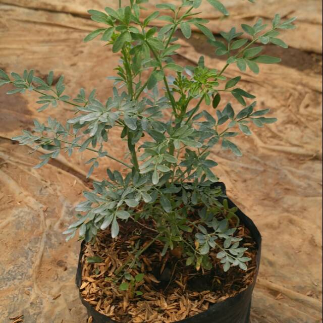 Bibit  herbal daun inggu