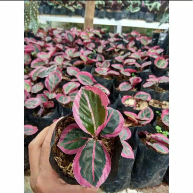 TANAMAN HIAS CALATHEA CINTYA PINK