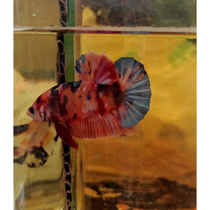 cupang koi multycolour galaxy indukan