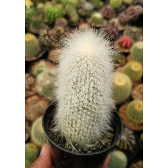 Kaktus old man rambut putih