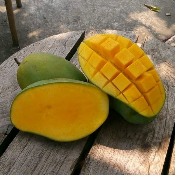 Bibit mangga arumanis kualitas unggul murah Shopee Indonesia Bibit mangga arumanis kualitas unggul murah Shopee Indonesia