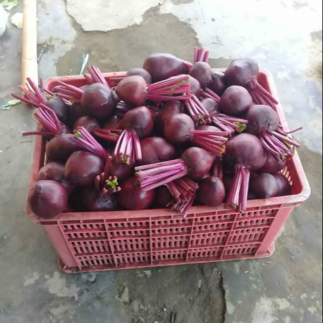 

Buah beetroot harga per kg