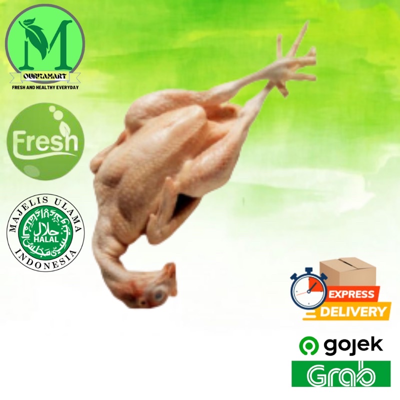 

Daging Ayam Utuh Ayam Potong Broiler Segar [1KG] Bukan Frozen Ayam Utuh Broiler Potong Jogja Ready