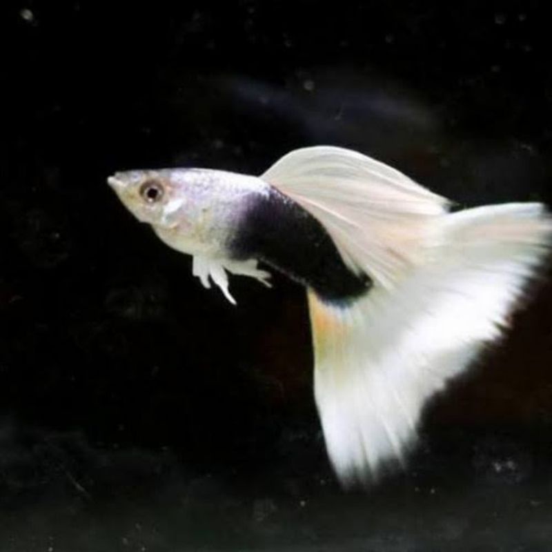 Sepasang HB White Cantik siap Breeding