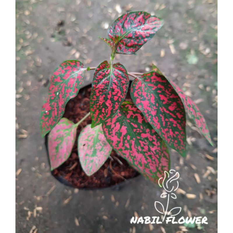 Tanaman Hias Hypoestes Merah