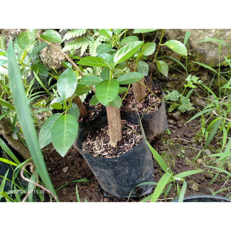 stek batang sancang bahan bonsai