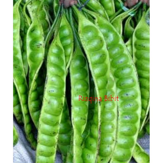 BIBIT POHON PETAI PADI