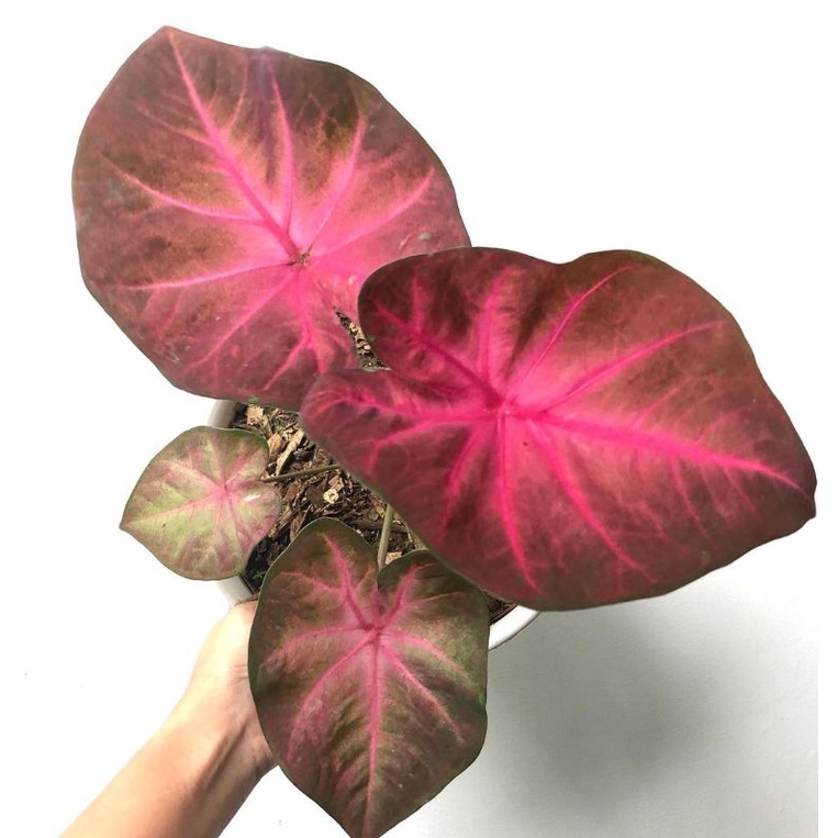 Tanaman Hias Keladi Pinky Boy Bibit Caladium Murah Keladi Hias Pinky Boy Anakan Ratudaun Nursery