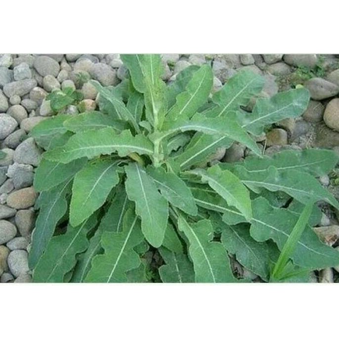 Ready Bibit Tempuyung Tanaman Obat Herbal Stok Banyak l0ck