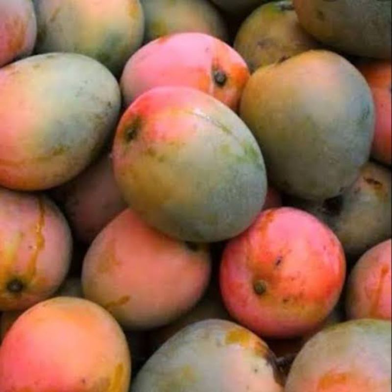 

MANGGA GEDONG GINCU INDRAMAYU 1Kg