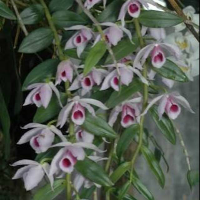 Dendrobium anosmum var hutonii spike anosmum semi alba sedang kuncup dan belom tergantung stok