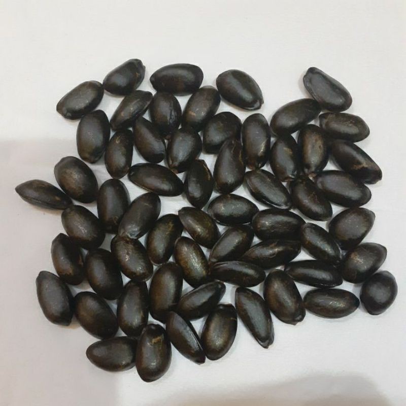 Benih/biji Srikaya Taiwan Import