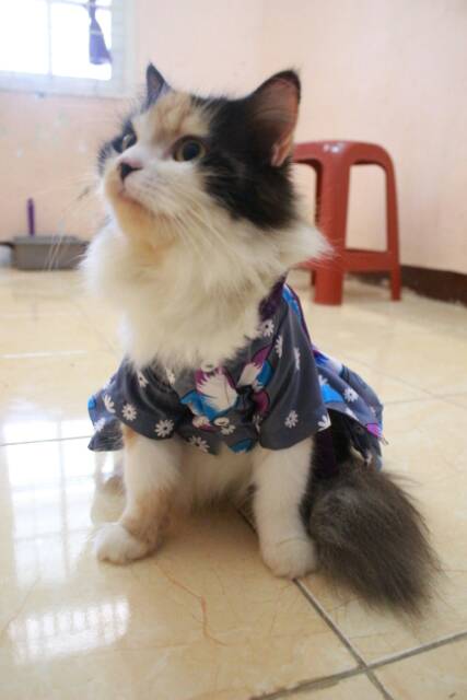 Dress hanbok kupu-kupu dark silver untuk kucing dan anjing / baju kucing murah size S M L XL