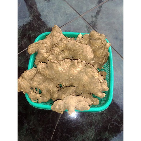 

Temu Mangga tanaman~Bibit temu mangga