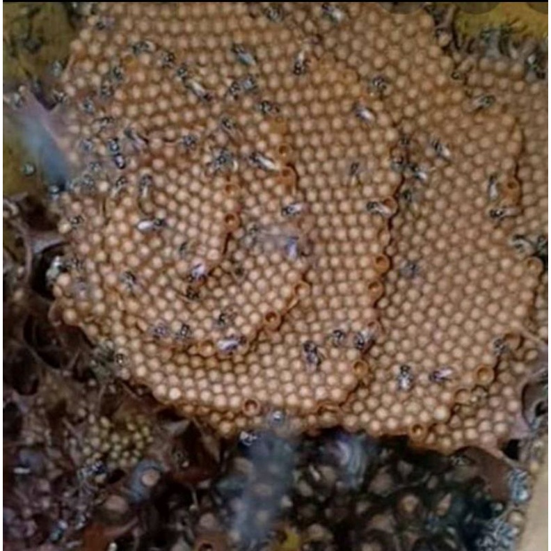 

MADU klanceng asli original 250 gr-1000gr murah manis asem