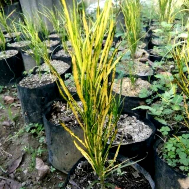 Bibit Tanaman Bunga Puring Rambut Api Cantik | Shopee Indonesia