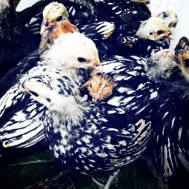 

Anakan ayam Batik Italy ( Hanya Pengiklan )