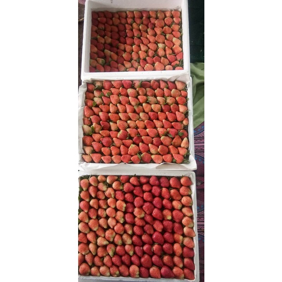 buah strawberry fresh 250gr