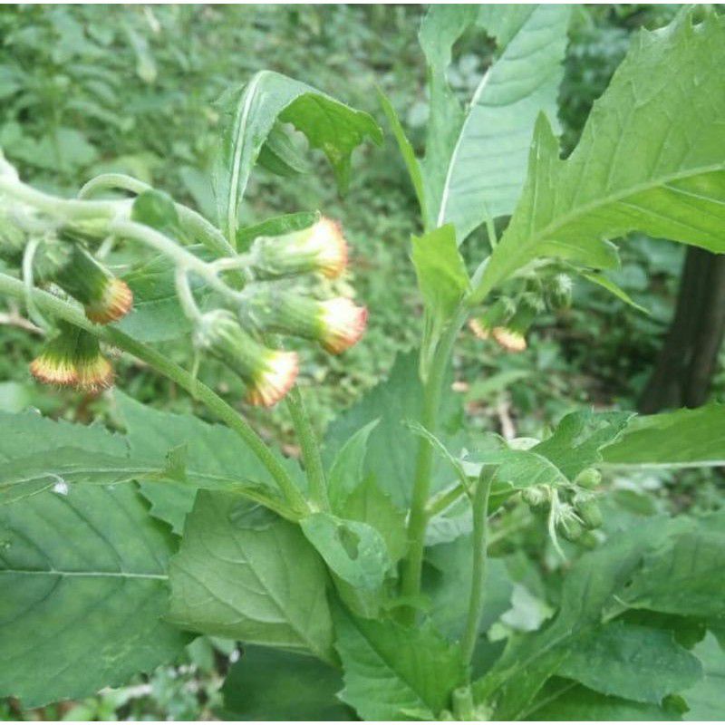 

daun sintrong segar 1kg