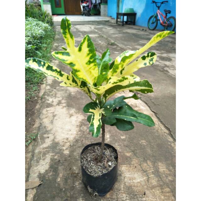 Pohon puring - Tanaman puring terang bulan | Shopee Indonesia