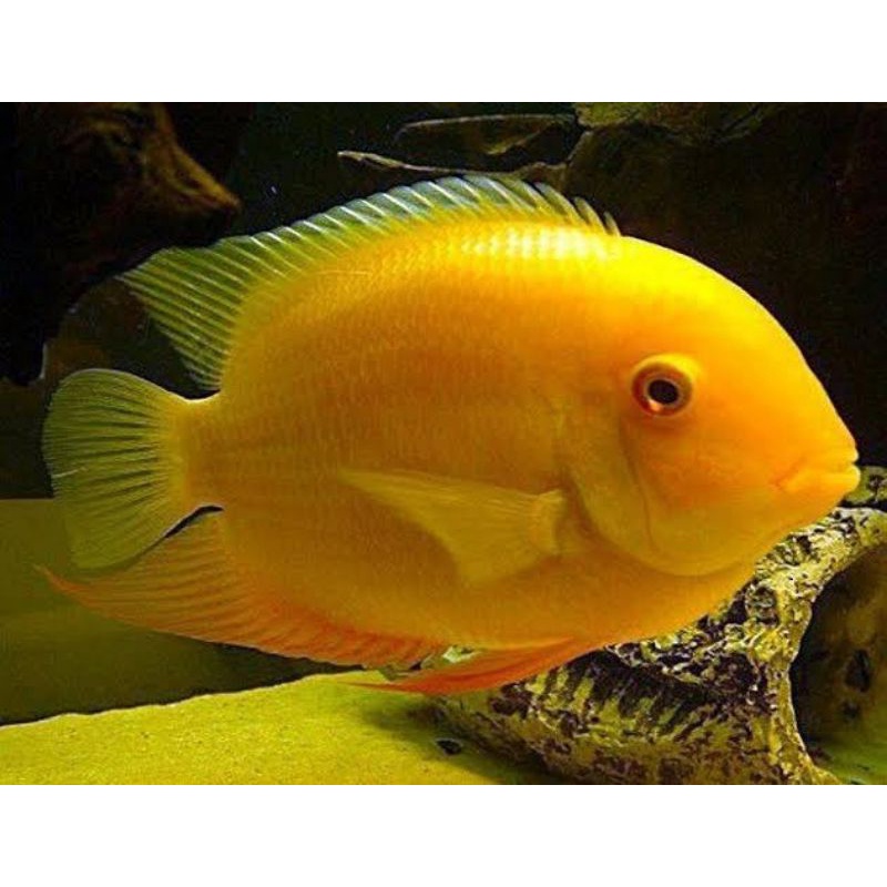 golden severum / ornamen aquarium / severum