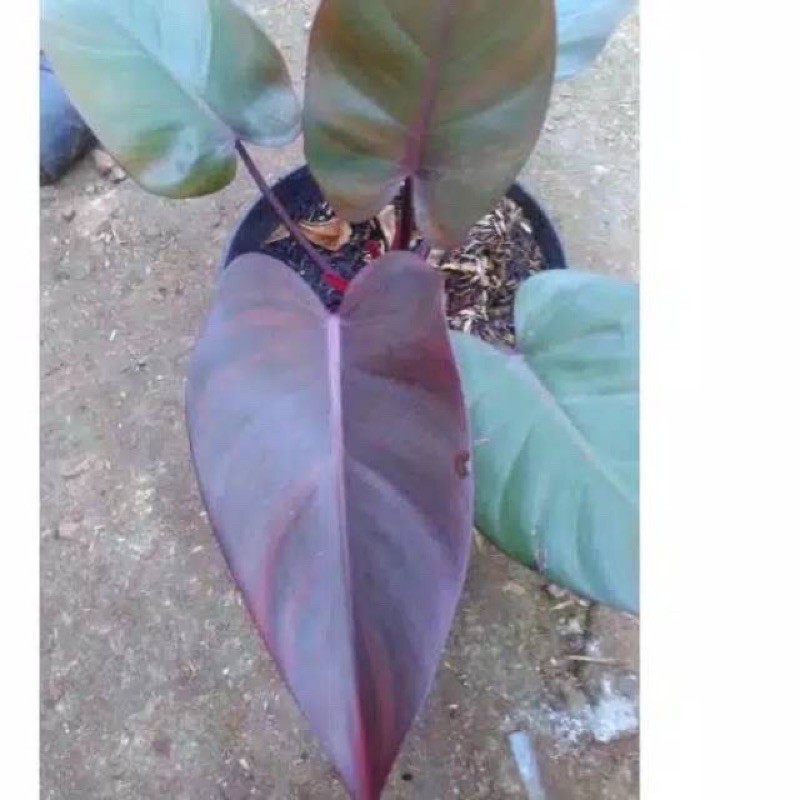 Black kardinal tanaman hias