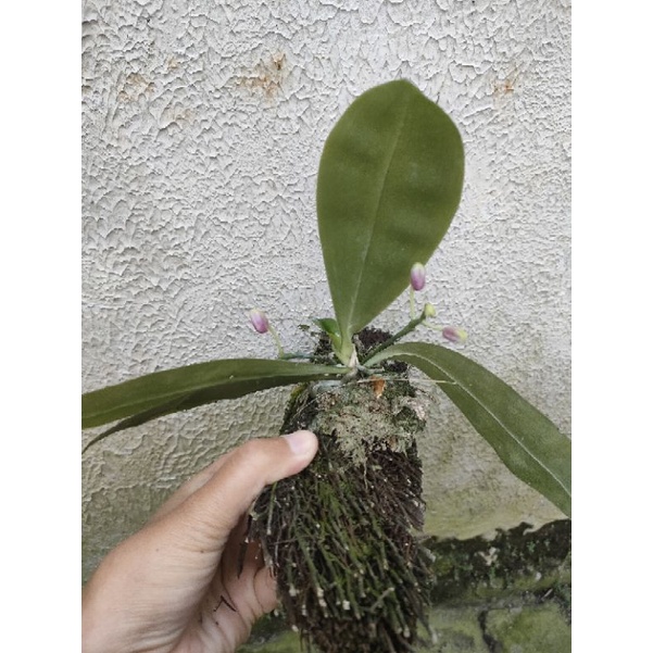 phalaenopsisModesta tanaman