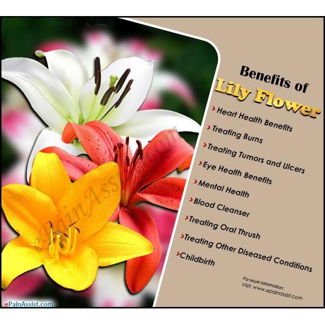 

TEH BUNGA LILY 5GR - NATURAL GREENISH LILY CHINESE FLOWER TEA ORGANIC BAI HE HUA CHA BAIHE HUA Berkualitas