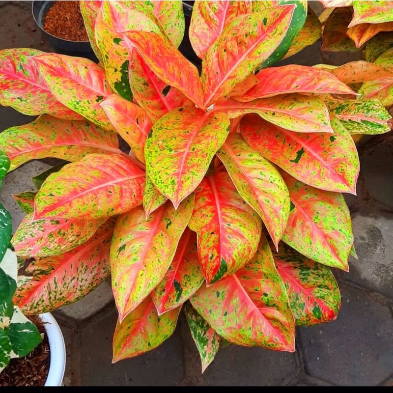 Aglonema Big roy / Tanaman Hias Hidup Aglonema Big Roy/ bunga Aglonema cantik / tanaman Aglonema big