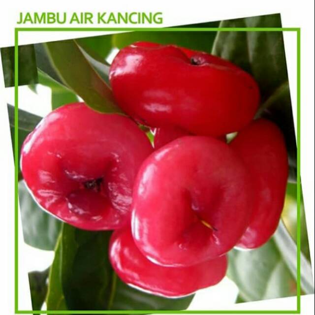Bibit buah jambu air kancing! Bibit buah jambu air okulasi mudah berbuah